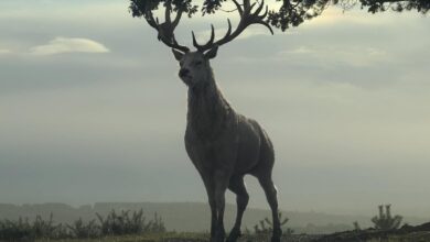 What The Mysterious White Deer Means