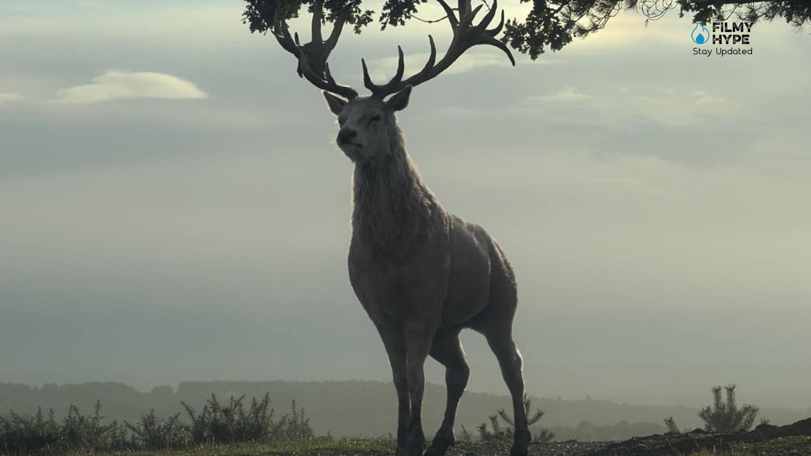 What The Mysterious White Deer Means