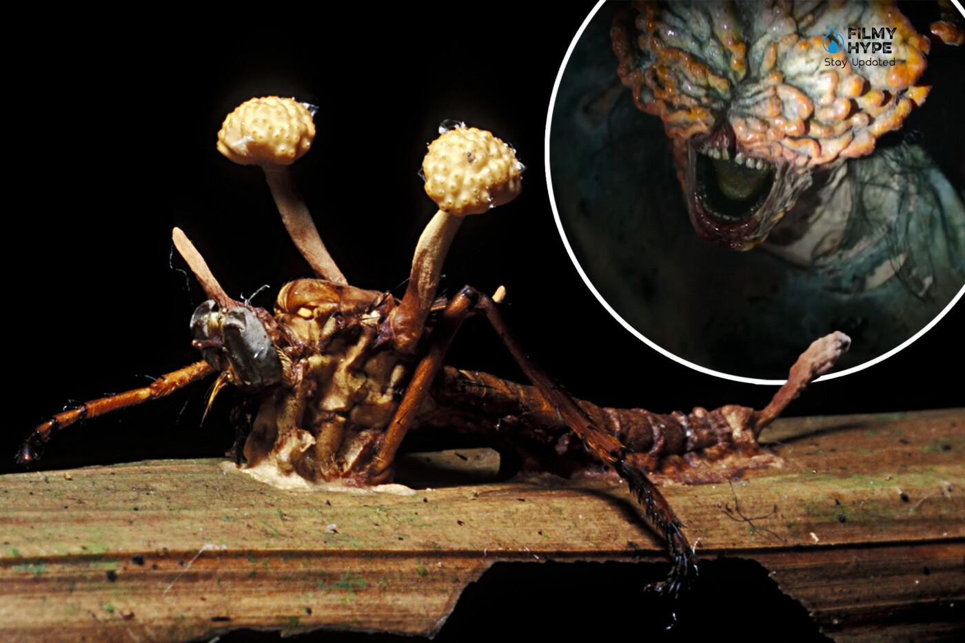 Cordyceps Fungus