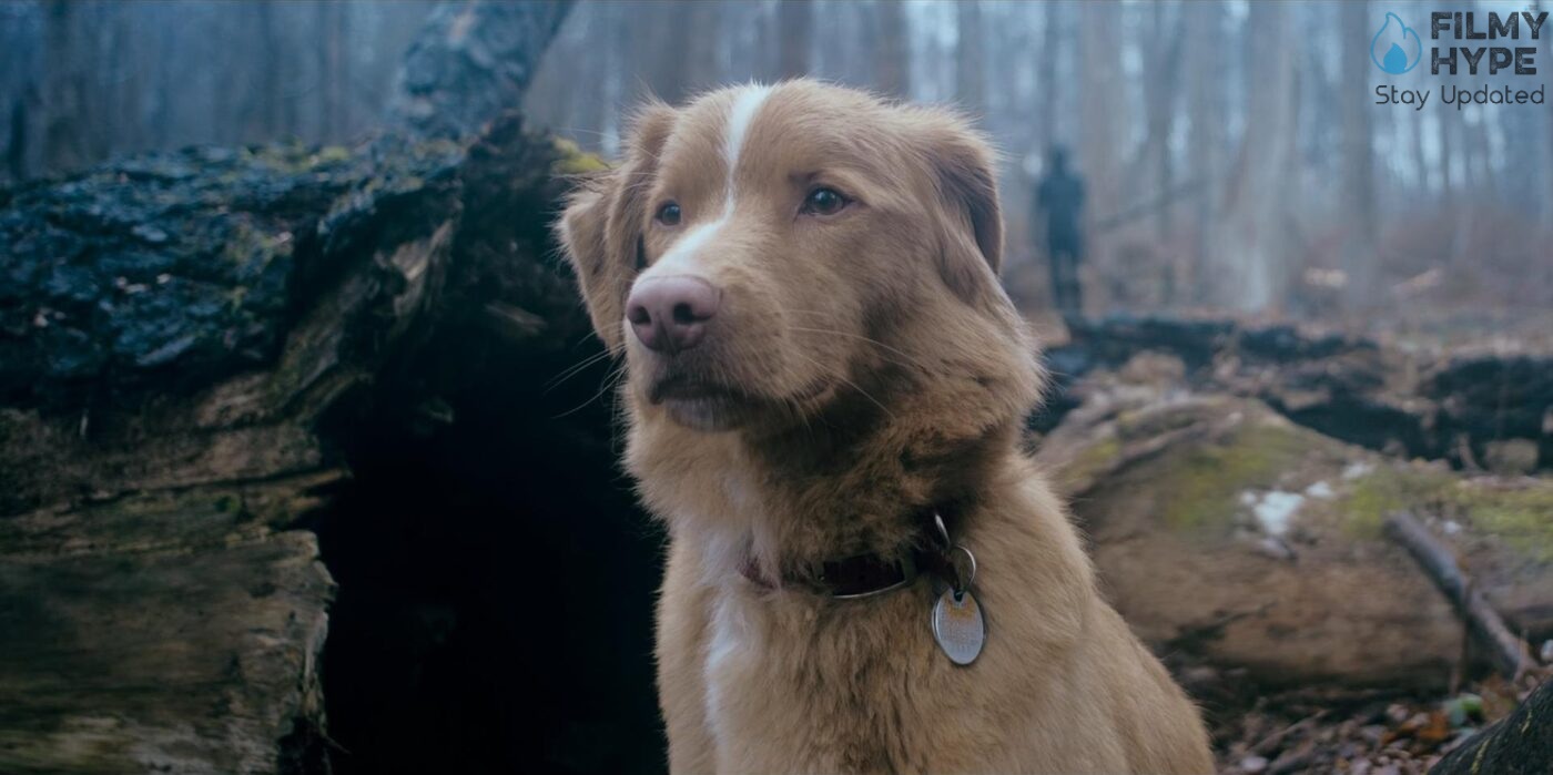 Good Boy 2025 Spoilers